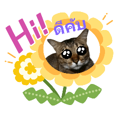 Bai Thong  Cat