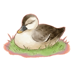 Cute Mallard Duck for Everyday Use