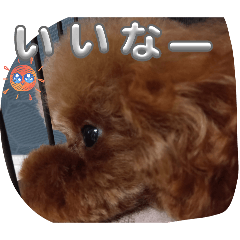 kokoppe_20260113172910