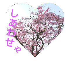 sakura-saku