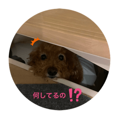 alice_20260113184742