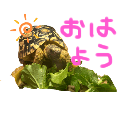 kana_20260113224818