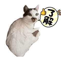 cats_smile_20260113205643