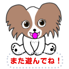 かわいい犬のパピヨン君
