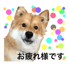 癒し犬ココ 日常会話