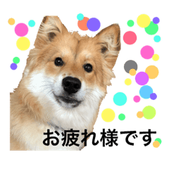 癒し犬ココ 日常会話 Line スタンプ Line Store