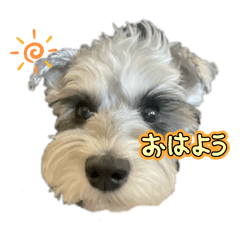 sakura_20260114040507