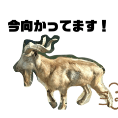 Taitai_20260111205352