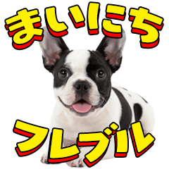 Everyday French Bulldog!
