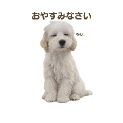 koara_20260113173828