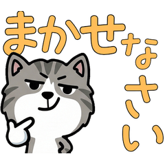 Polite Silver&White Tabby 5th