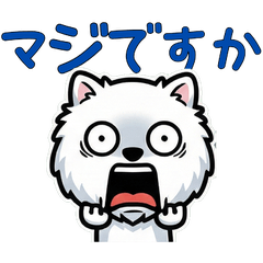 Polite White Pomeranian 5th