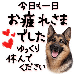 German Shepherd Polite Messages