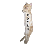 kuma-to-tora