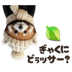 レッサーパンダッサー