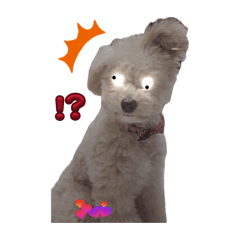 sakura_20260111223833