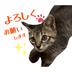 lycopene_20260113224203