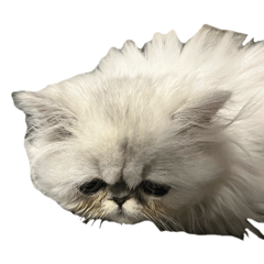 Moriyama_20260113233531