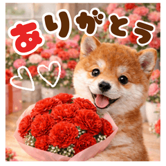 一年中使える！イベント❤　柴犬スタンプ❤