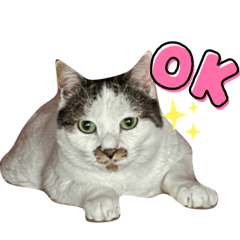 cats_smile_20260114191552