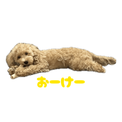 panda_20260114192802