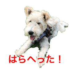 Wire Fox Terrier kun