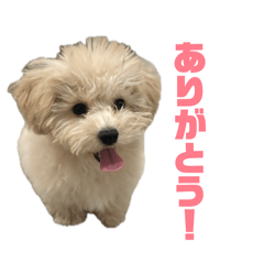 suzu_20260114201923
