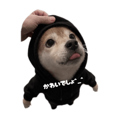 wasawasa_20260115021802