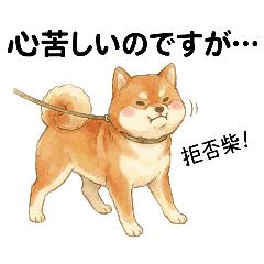 Too Polite Shiba Inu
