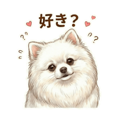 あざと可愛い白ポメちゃん