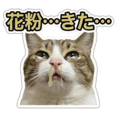 Desperate Real Cats vs Hay Fever