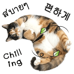 데일리 고양이 #4: KOR - TH - EN 인사말