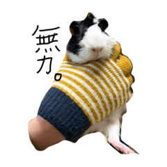 nanohana_20260114173615