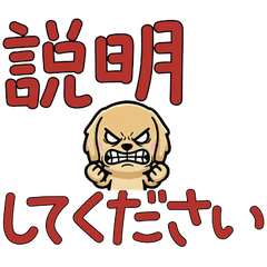 Polite Cream Dachshund 5th