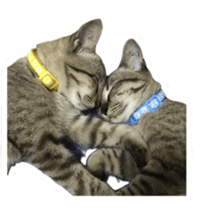 Irada_20260114193359