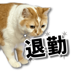 Kohaku custom word parts