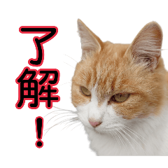 nicomaru_20260115111914