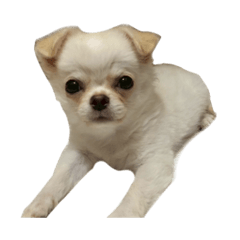 sachi_20260115112338