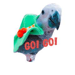 Gray parrot