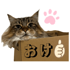 tomomi_20260115104737