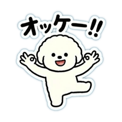 Full Energy Fluffy Bichon