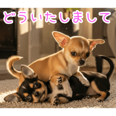[どういたしまして専用]仲良しチワワ
