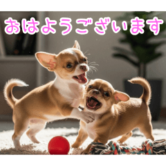 [おはようございます専用]仲良しチワワ