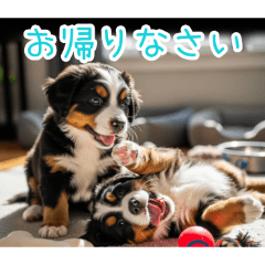 [お帰りなさい専用]仲良しバーニーズ