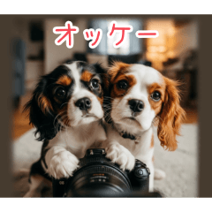 [オッケー専用]仲良しキャバリア