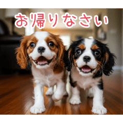 [お帰りなさい専用]仲良しキャバリア