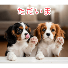 [ただいま専用]仲良しキャバリア