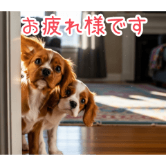 [お疲れ様です専用]仲良しキャバリア