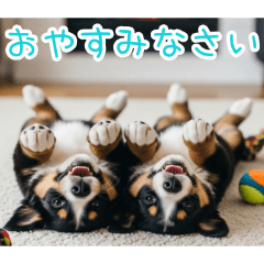 [おやすみなさい専用]仲良しバーニーズ