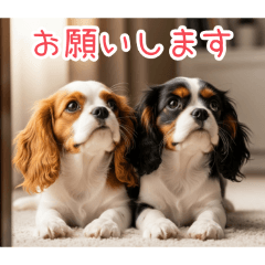 [お願いします専用]仲良しキャバリア